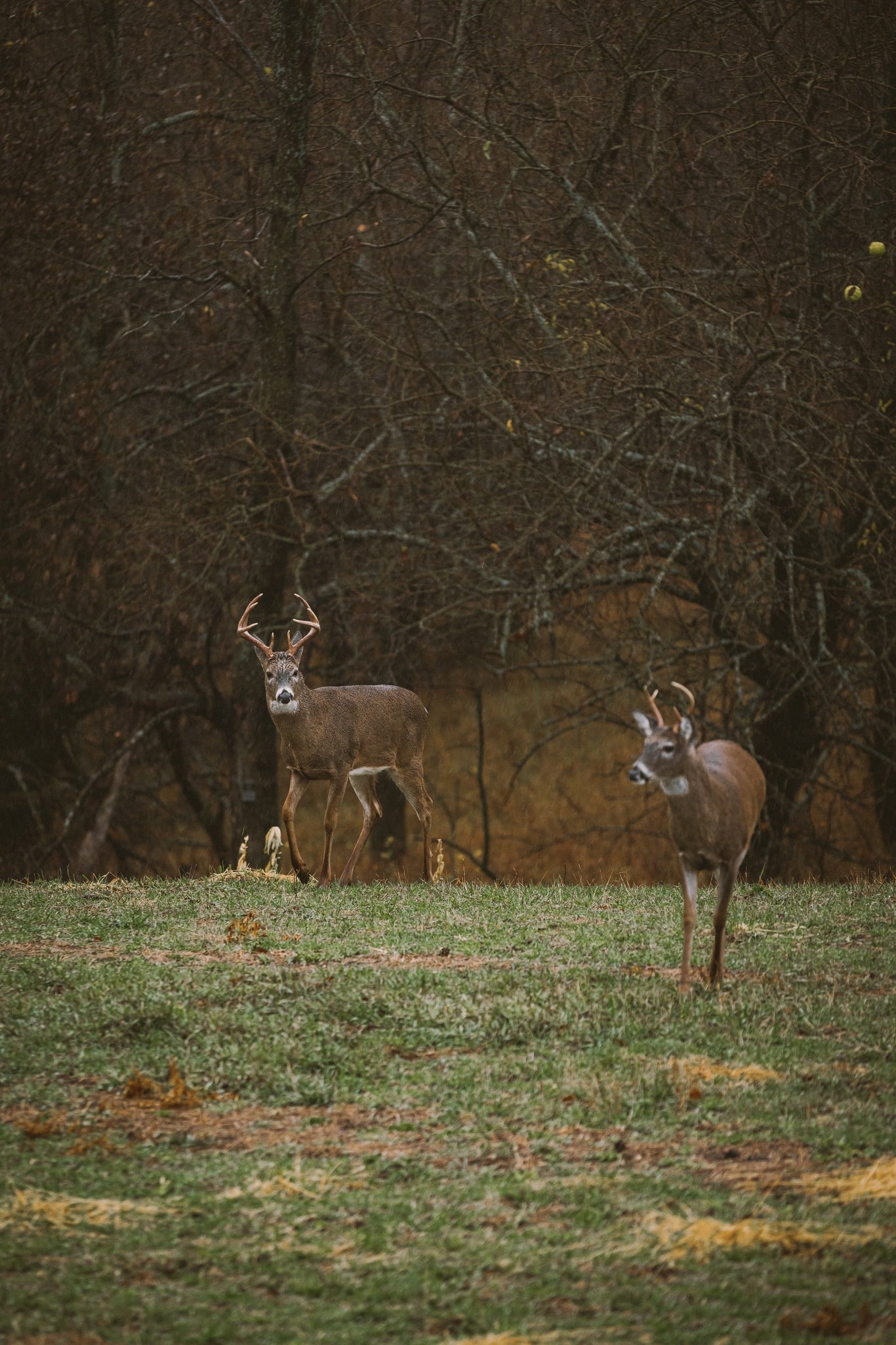 deer