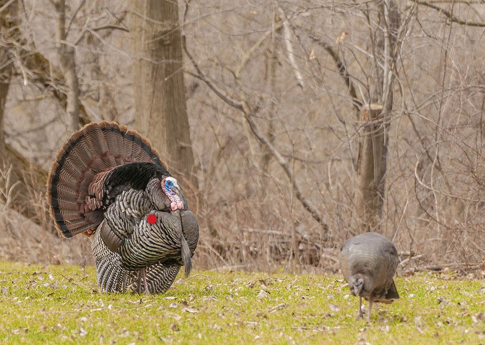 turkey-shot-5