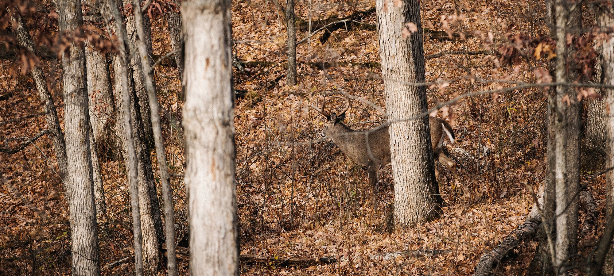 Timber Stand Improvement for Whitetail Deer | SITKA Gear