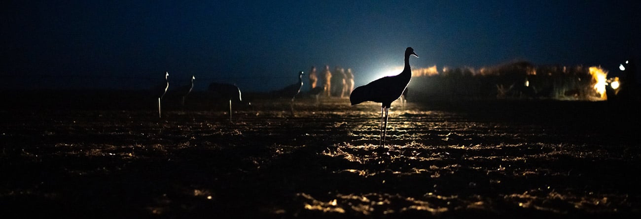The calm before the storm sandhill crane hunting