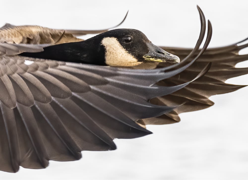 drew-waterfowl