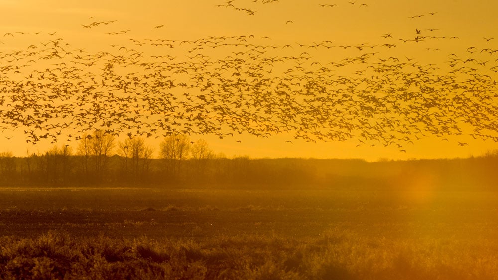 Why Waterfowl