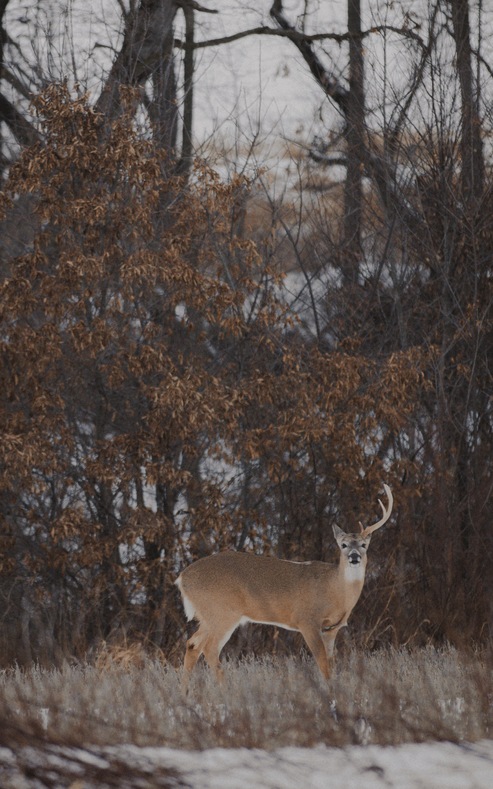 Whitetail deer with one antler | SITKA Gear