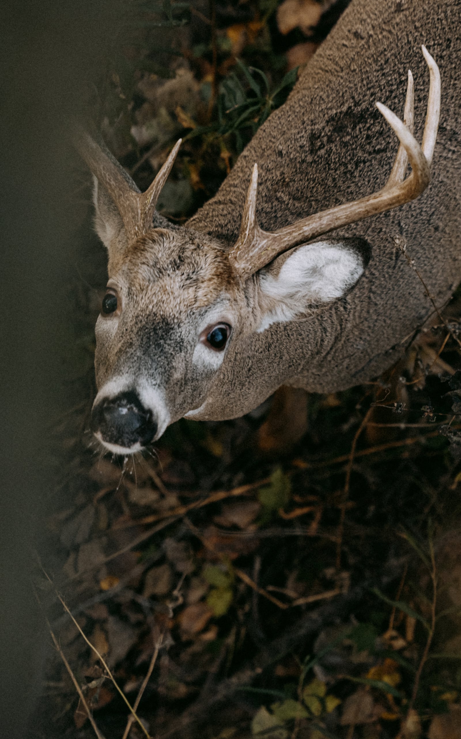 Whitetail Deer looking up | SITKA Gear