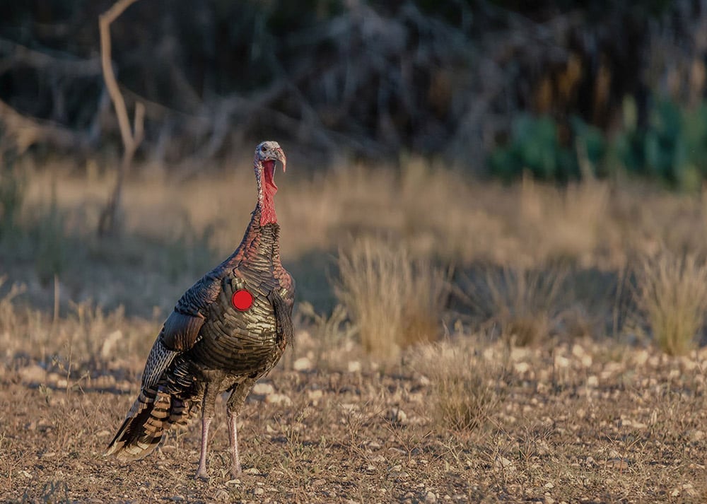 turkey-shot-4