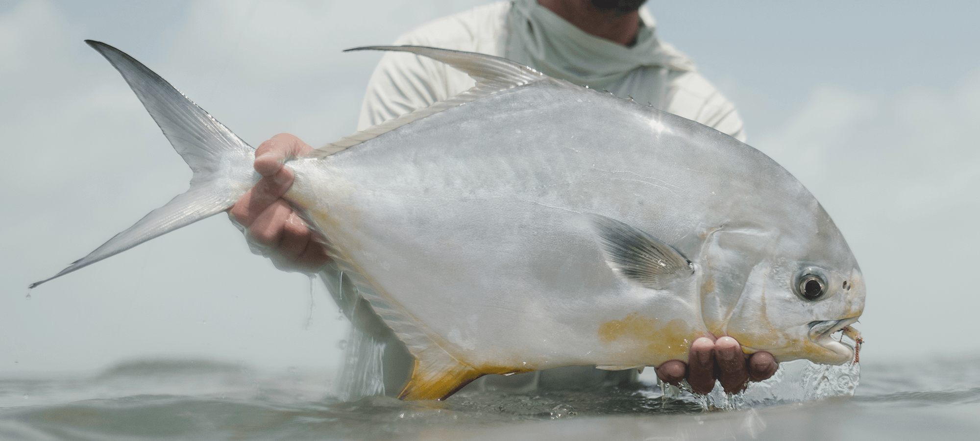 feathers-to-fins-2
